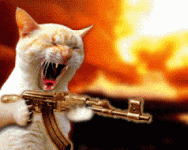 crazy-cat (Medium).gif