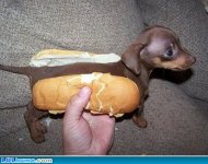 funny-picture-1159568525.jpg