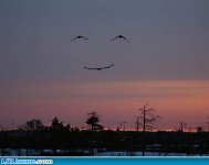 funny-picture-1135860822.jpg