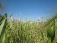 field.jpg