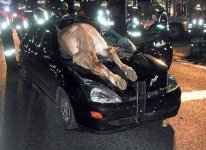 HORSE.jpg