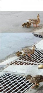 ducks.JPG