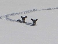 WinterDeer.jpg