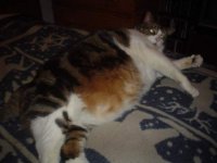 fat_cat_5.jpg