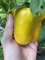 IMG_2480.JPEG
