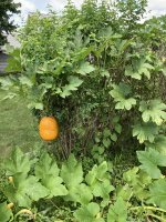 IMG_2482.JPEG