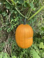 IMG_2483.JPEG