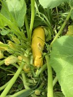 IMG_2481.JPEG