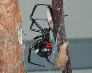 Spider3.jpg