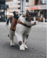 Cat.jpg