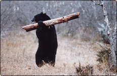 the_bear[1].jpg