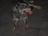 cues for sale 005.jpg