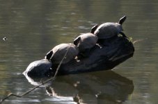 turtles.jpg