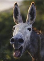 You donkey.jpg