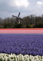 Holland_flowers[1].jpg