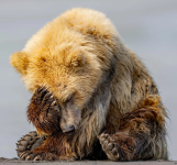 facepalm bear.png