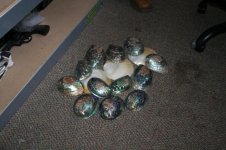 shell.jpg