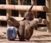 elephant.jpg