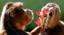 monkey with flower.jpg
