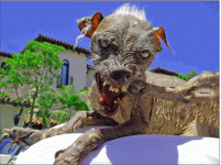 uglydog.gif