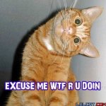 wtfrudoincat.jpg