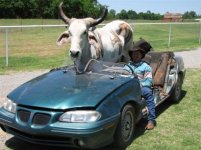 cowride.jpg