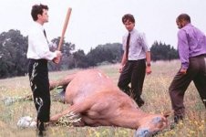deadhorse.jpg