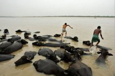 35 Running On Water Buffalo.jpg