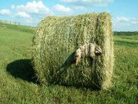 badger%20bad%20day%20ready.jpg