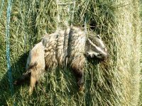 badger%20bad%20day%201%20ready.jpg