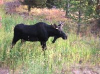 love%20moose%201%20ready.jpg