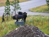 love%20moose%202%20ready.jpg