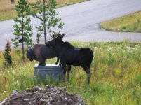 love%20moose%203%20ready.jpg