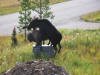 love%20moose%204%20read_small.jpg