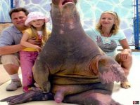 walrus.JPG