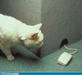 funny-picture-1017804660.jpg