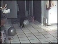 Cat_balloon_delayed_reaction.jpg