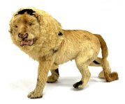 lion1.jpeg