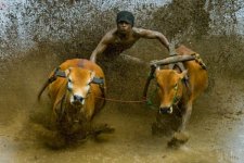 ride-them-bulls.jpg