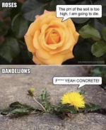 1776444721376.png