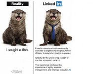 full-1478-294308-otter.jpg