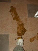 step in crap.jpg step in crap.jpg