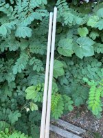 IMG_8386.jpeg