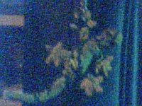 Picture 51.jpg