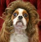dog wig.jpg