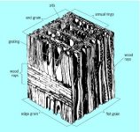 Structure-of-a-typical-hardwood.jpg