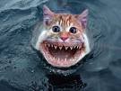 kitty come here.jpg