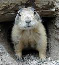 prarie dog.jpg