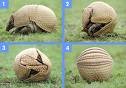 Armadillo roll-up.jpg