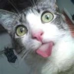 cat tongue.jpg